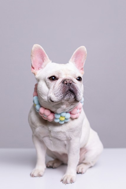 能看家护院的小狗叫什么,看家护院的小狗叫什么名字