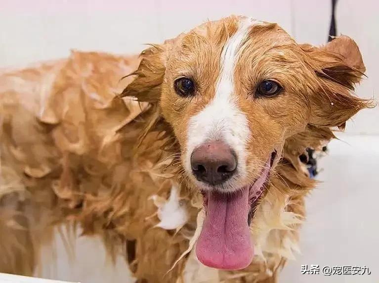 狗狗夏季中暑该如何急救,狗狗避免中暑急救处理方法