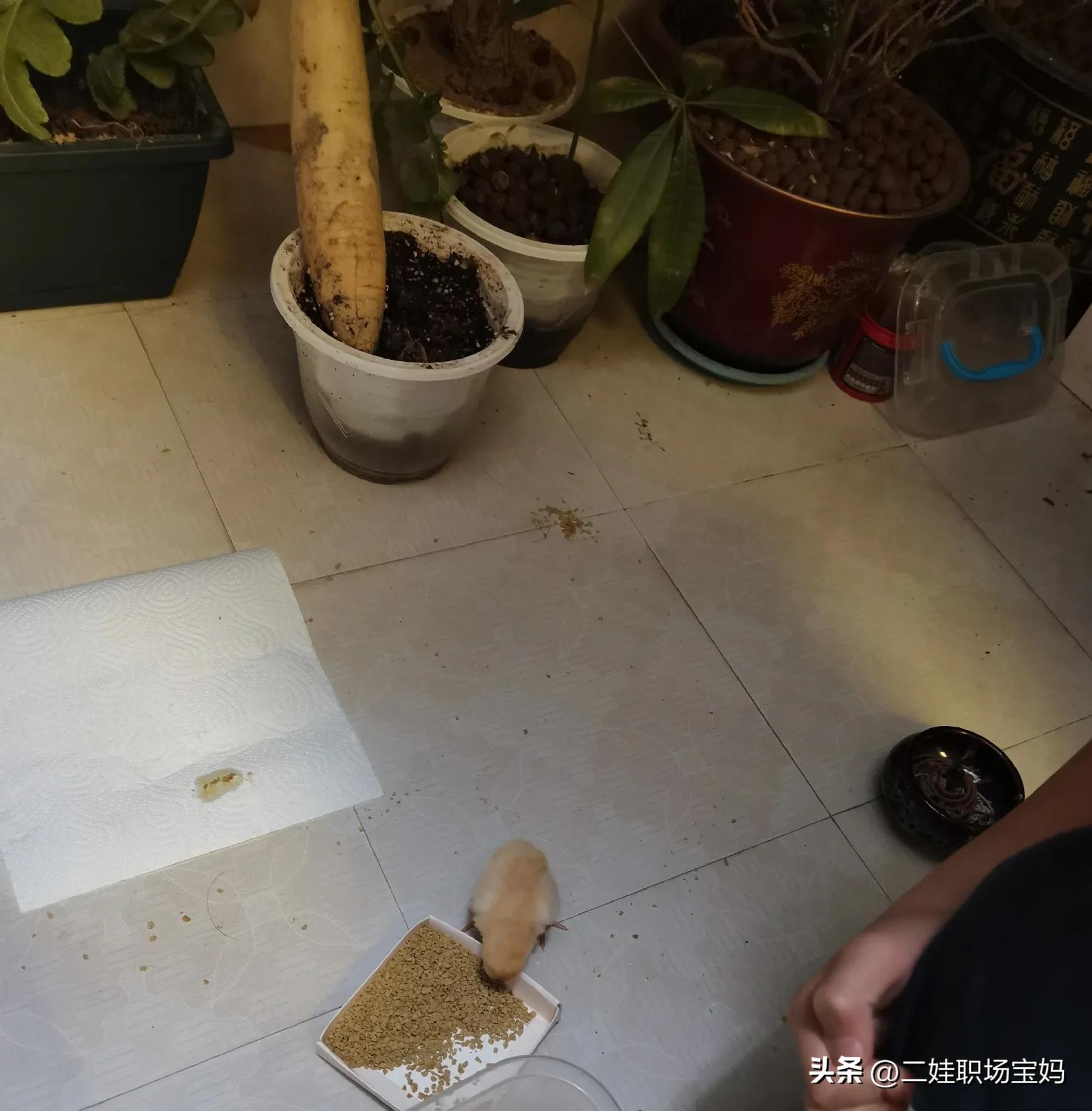 二宝养小兔子,二宝养乌龟视频