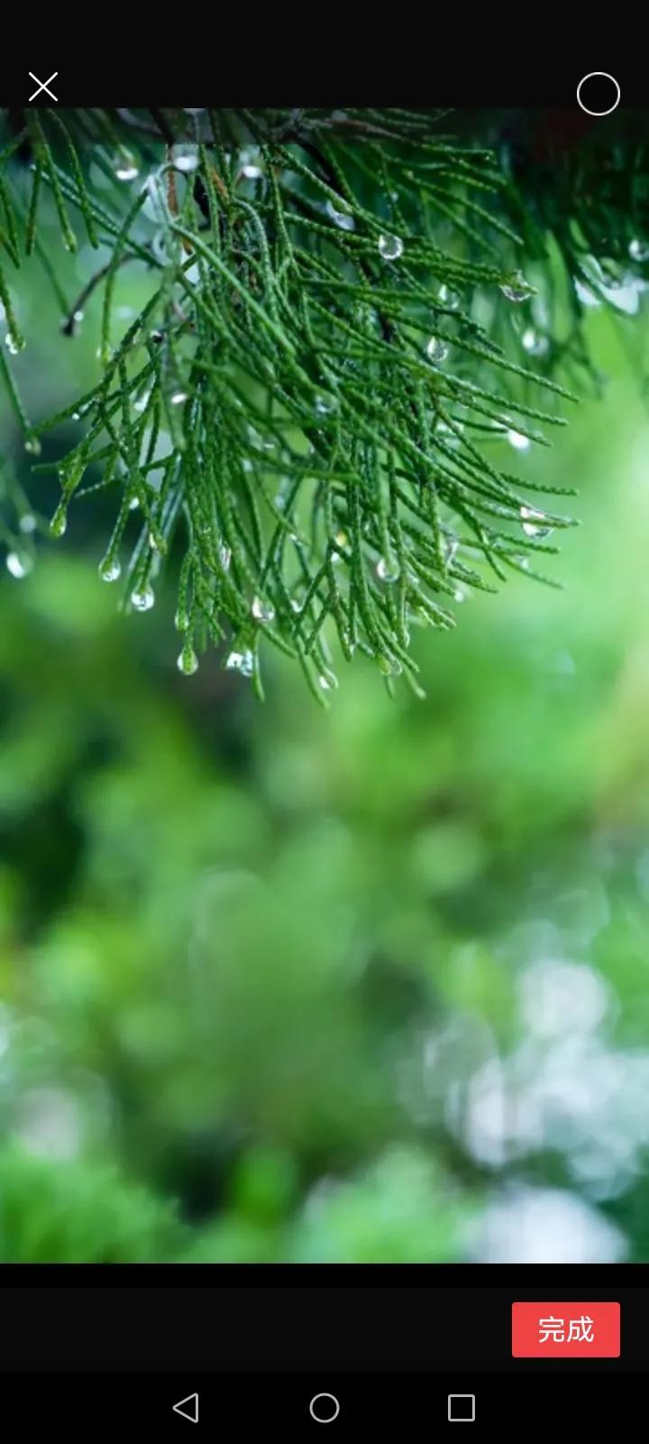 青涩的夏雨,清凉的夏雨