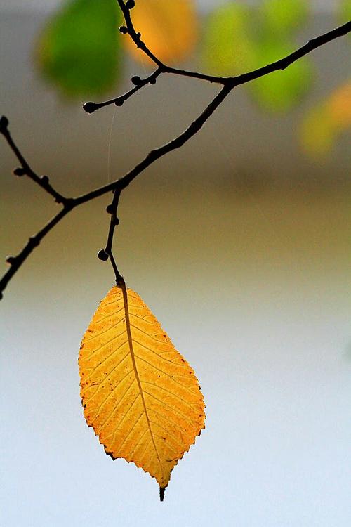 无情的岁月苍老了你的容颜散文,散文往事已然苍老