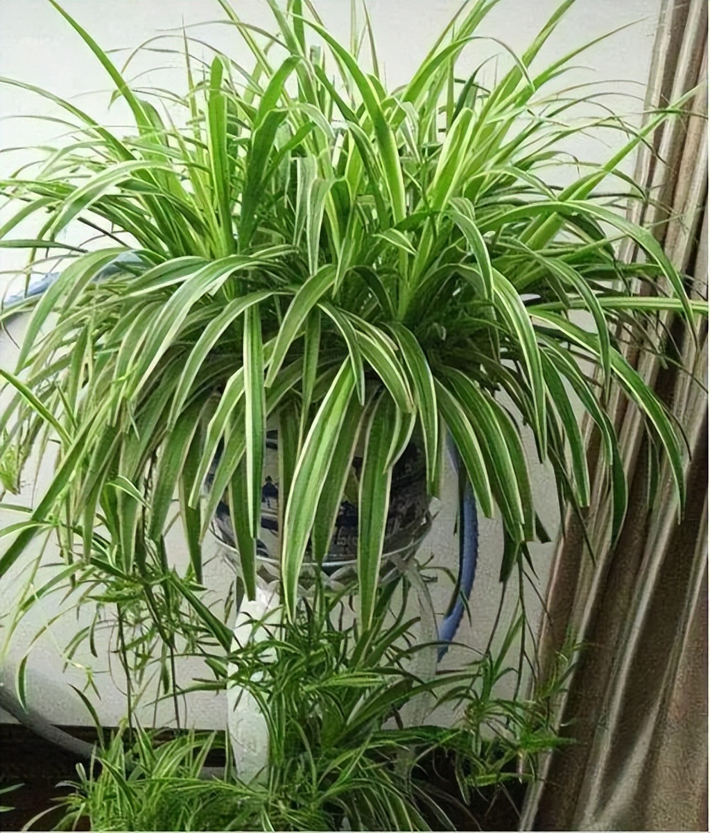 极度耐阴常绿10种花,6种花特别耐阴