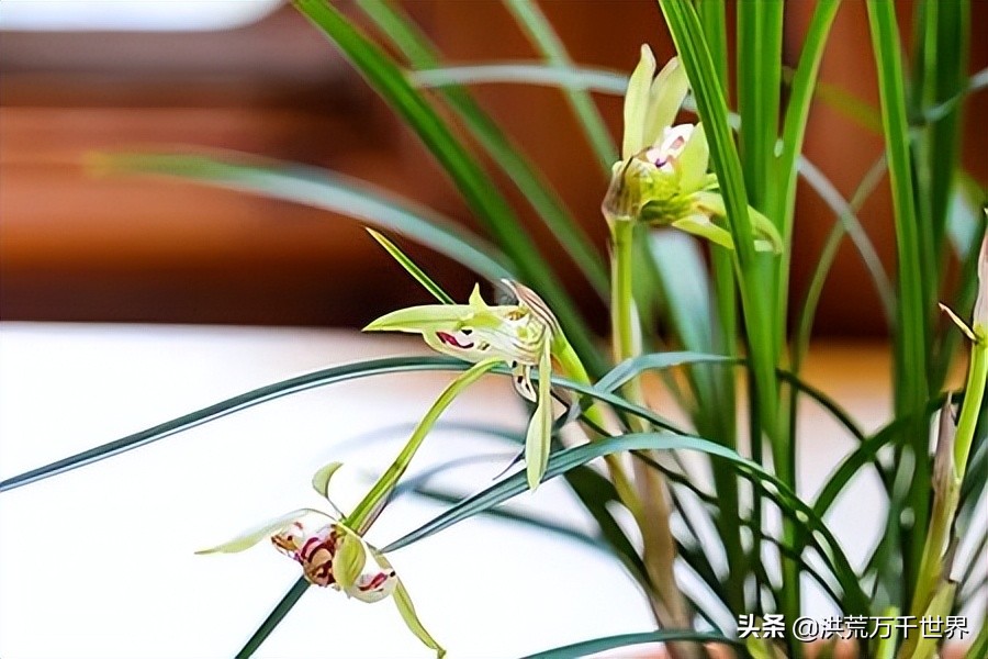 兰花一年开花多少次兰花品种大全,兰花花苞紫红色是什么兰花品种