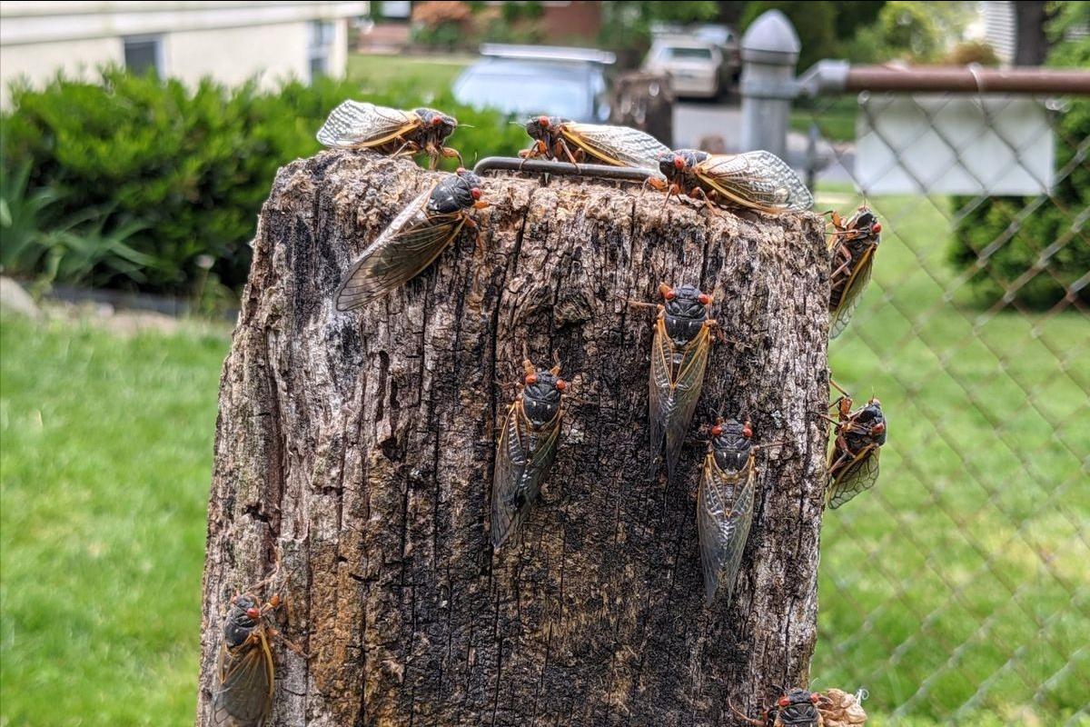 在美国知了猴泛滥,中国人在美国吃知了猴
