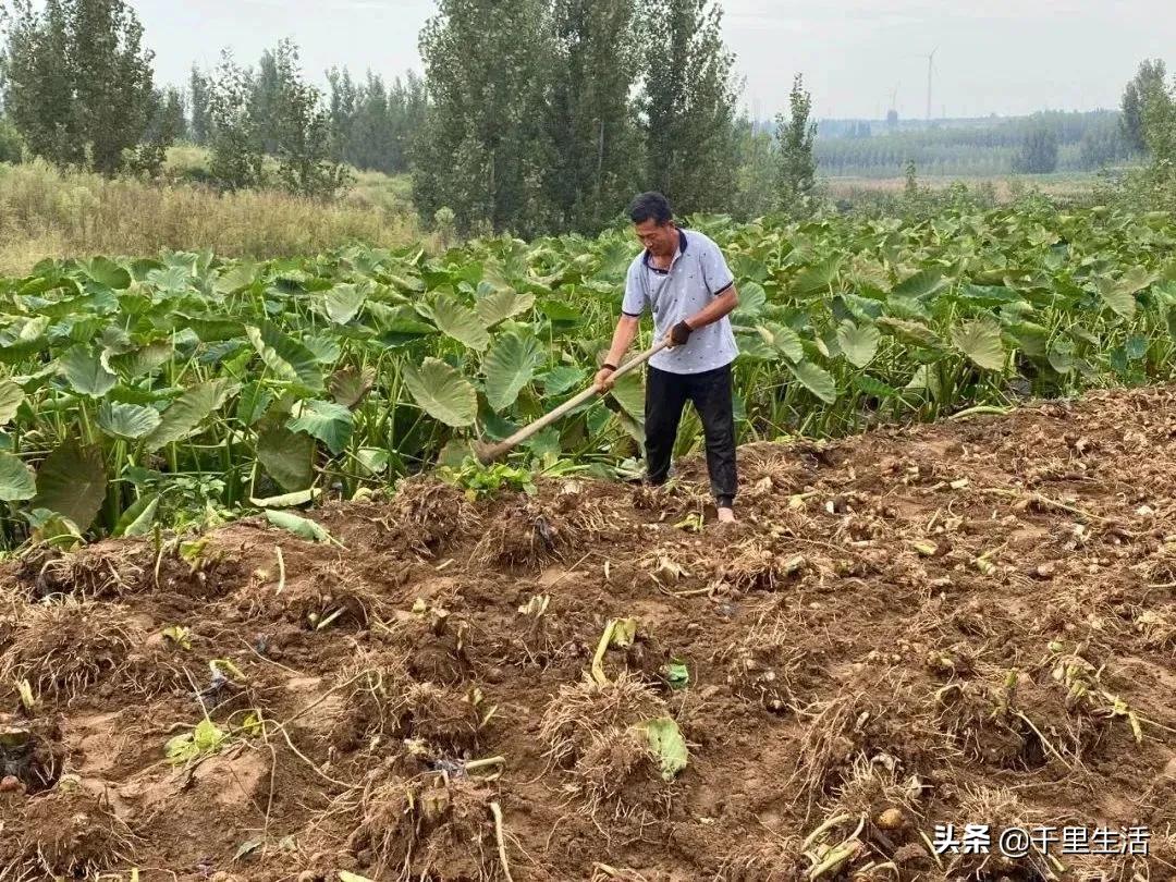 云南高山新鲜奶油芋头,云南奶油芋头做法大全