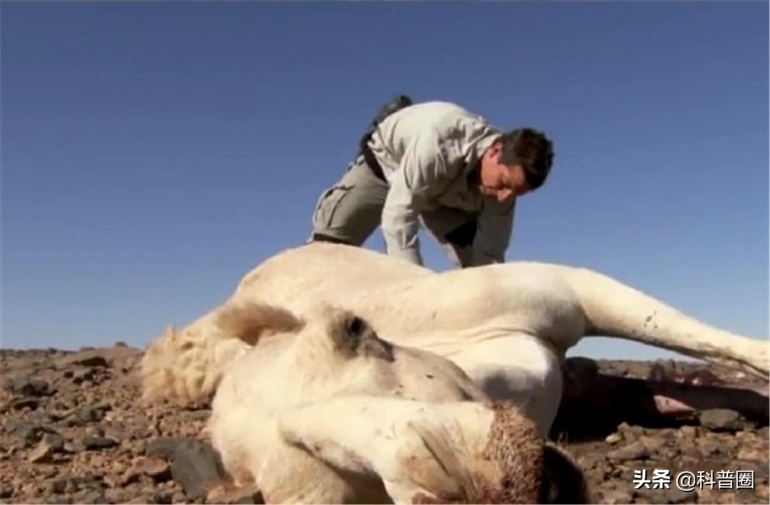 为什么渴死在沙漠里的骆驼不要碰,在沙漠里遇到死骆驼为什么不能碰
