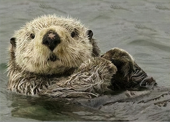 水獭建筑大师,动物界的建筑大师河狸