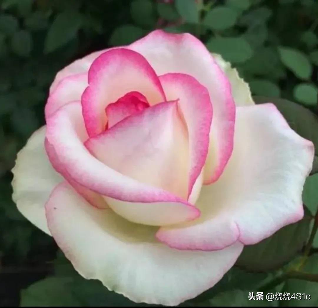 月季花开姹紫嫣红争奇斗艳,月季花开了千姿百态美不胜收