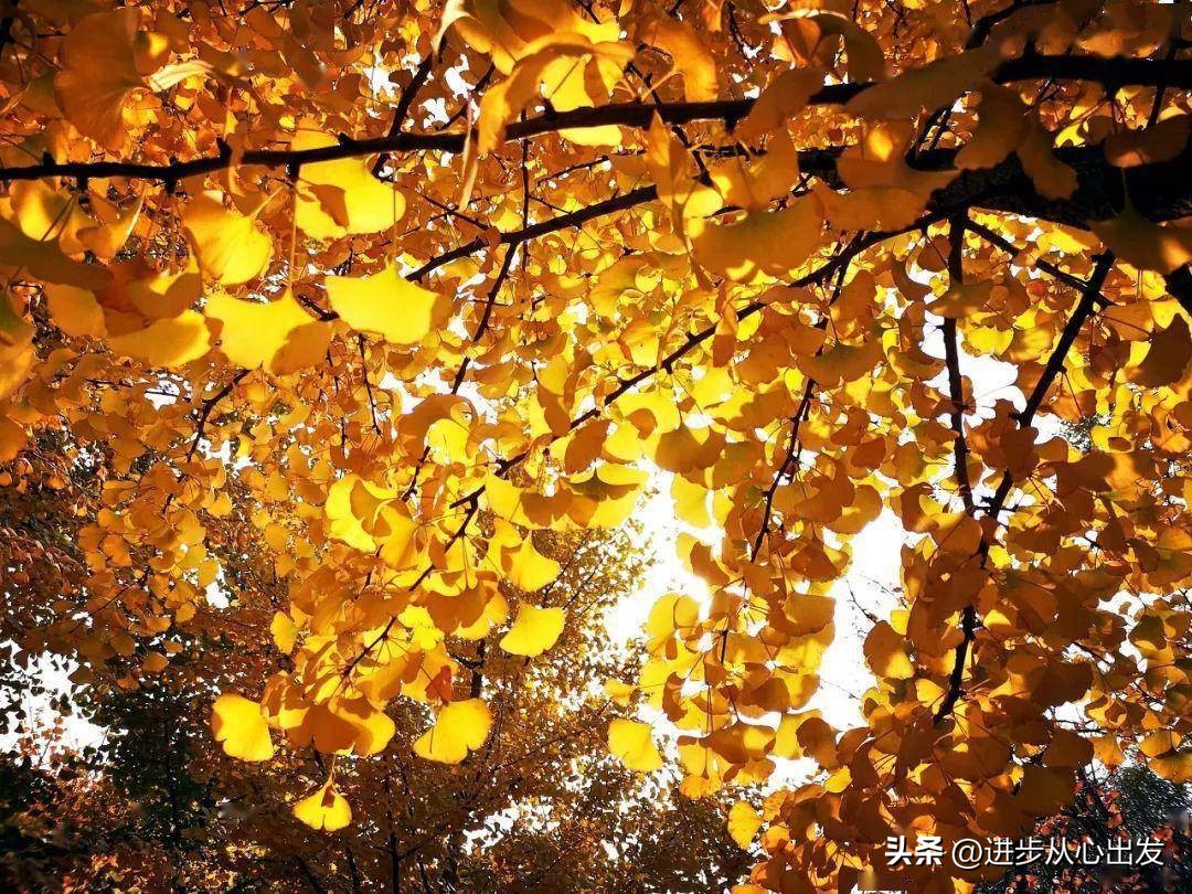 如何停止自己的胡思乱想,该怎样才能停止胡思乱想