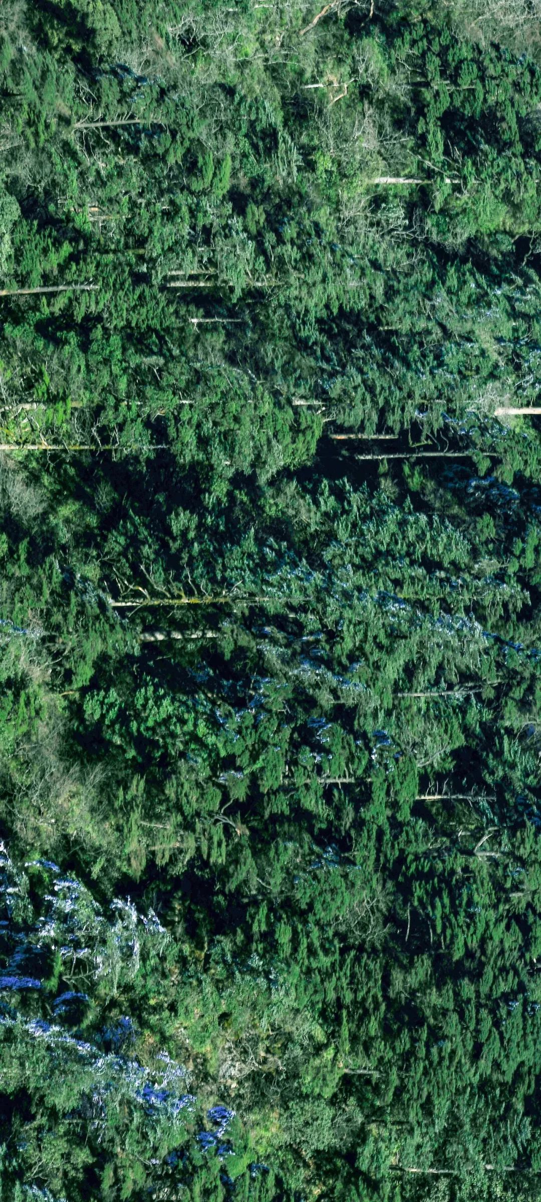 绿色狂想曲,绿色狂想曲三年级