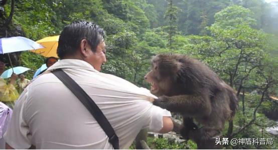 人猴大战愈演愈烈,人猴大战峨眉山