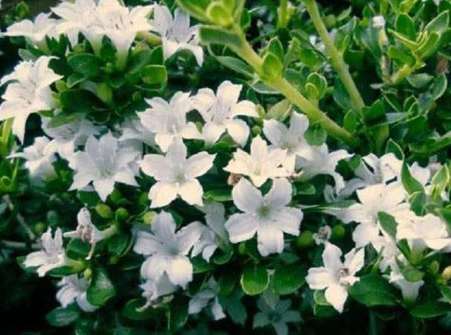 霜天晓角全诗,霜天晓角50首