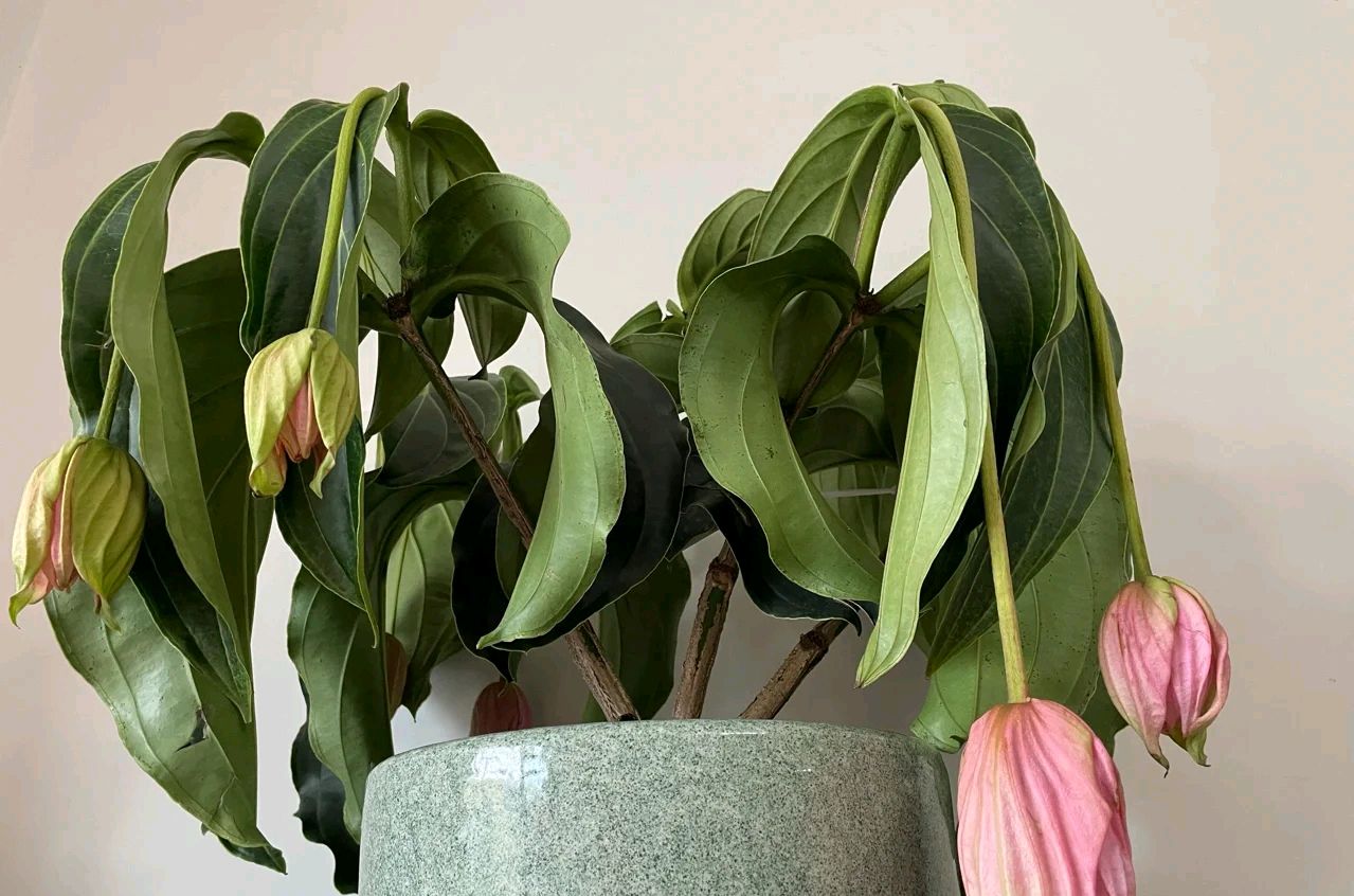 最美花王,花王宝莲灯