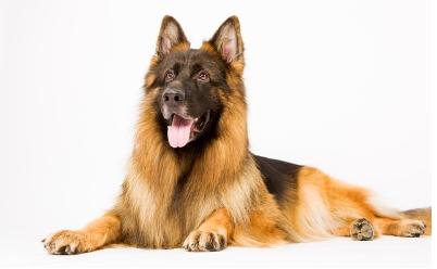 最粘人的六种狗,最忠诚粘人的狗有几种