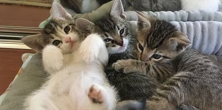 怎么线上买猫,想要买猫去哪里买