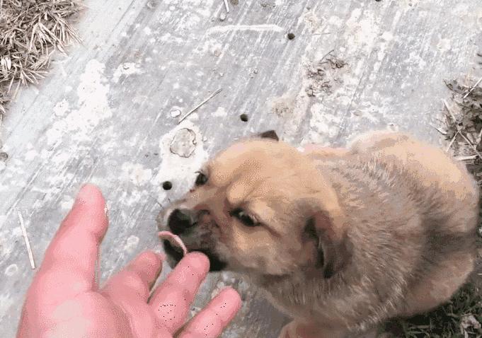 挑选温顺的土狗,性格温顺的短腿土狗是什么品种