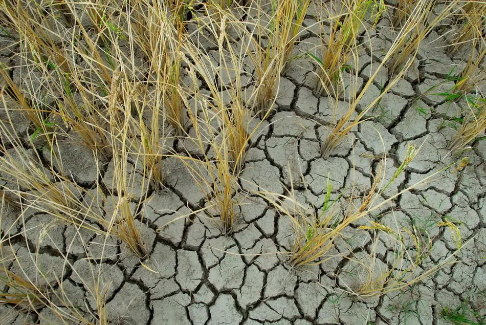 苹果面膜功效与作用,控油面膜功效与作用