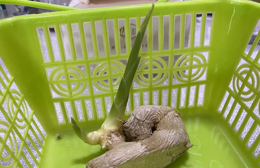 姜种植三大忌,专家讲解姜的种植方法