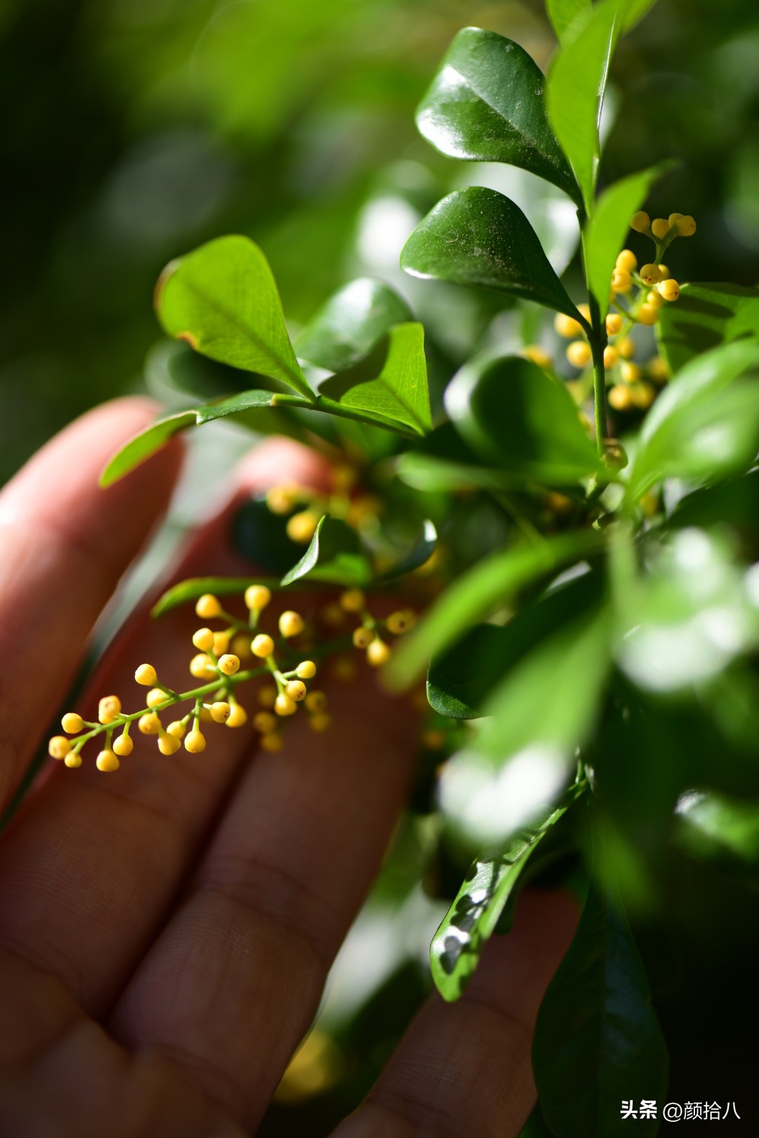 几乎没有存在感的七里香，到底是怎样的？|园丁