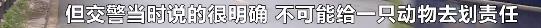 宠物猫被车压死怎么赔偿,宠物猫被车撞死车主要赔偿么