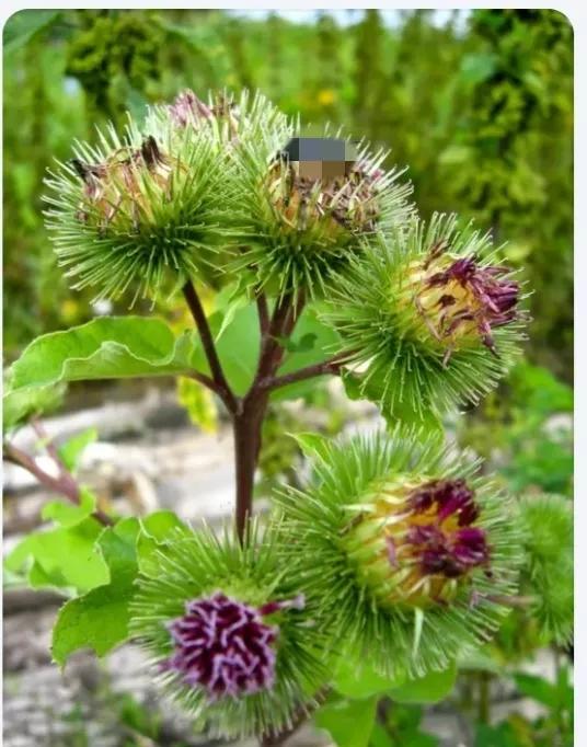 牛蒡子功效相同的中药,每天学一味中药牛蒡子