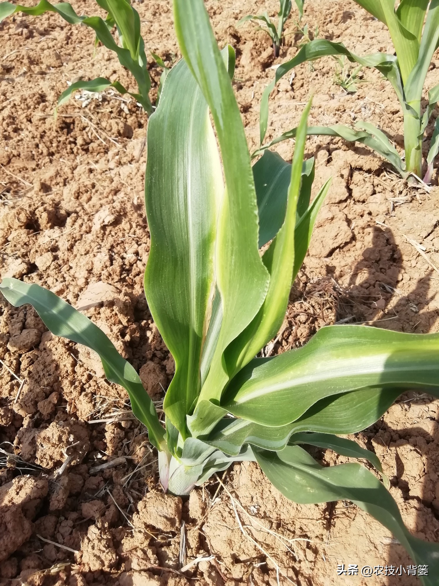 粗缩病玉米叶鞘症状图片,玉米粗缩病什么时间防控最合适