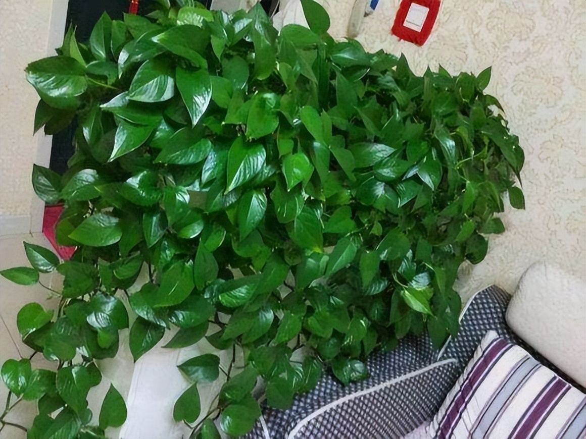 绿萝怎么叶子越养越发黄呢,为什么绿萝越养叶子越小