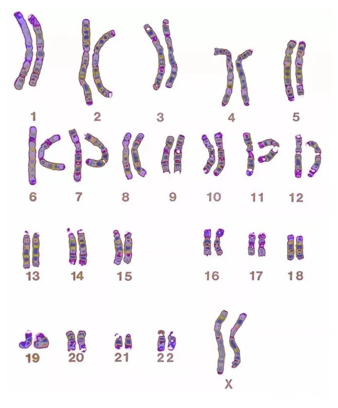 生男生女到底谁说了算？