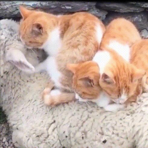 流浪猫和自家猫是怎么取暖的,流浪猫取暖全过程