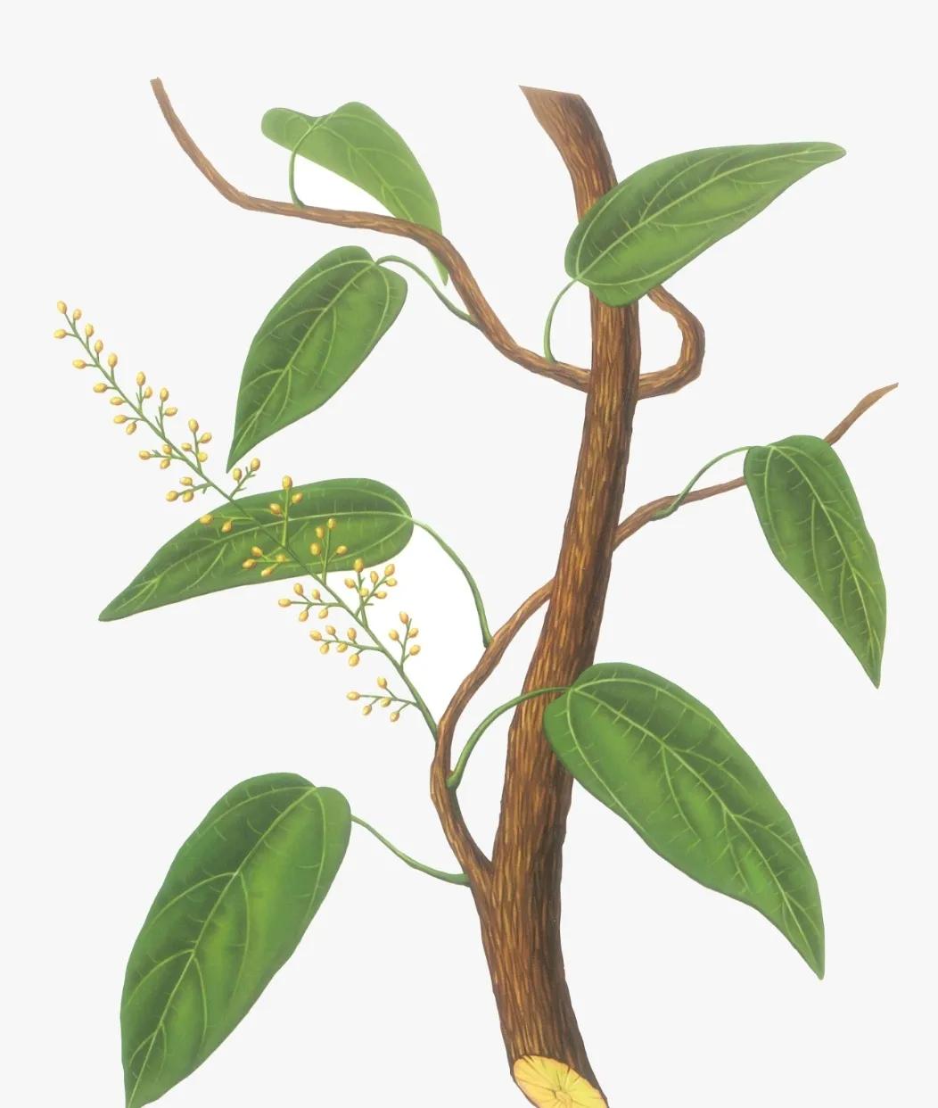 黄藤的功效和作用,中药黄姜藤