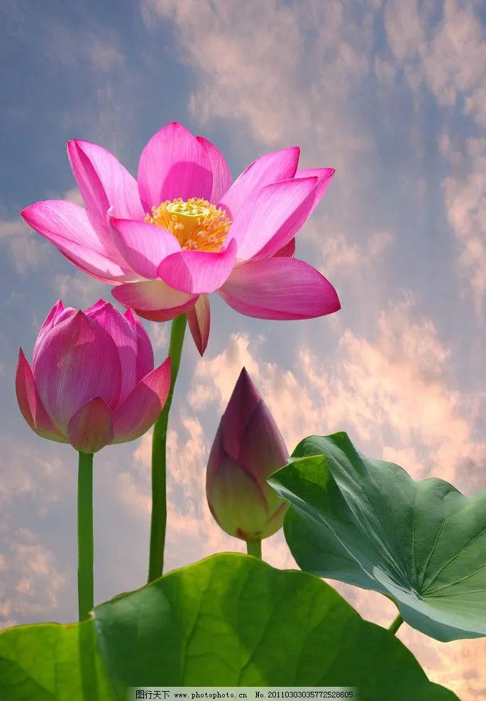 濯清涟而不妖说的是荷花还是莲花,濯清涟而不妖的荷花名句