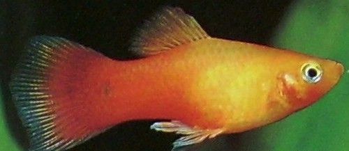 玛丽月光鱼怎么生崽,黑尾月光米奇鱼