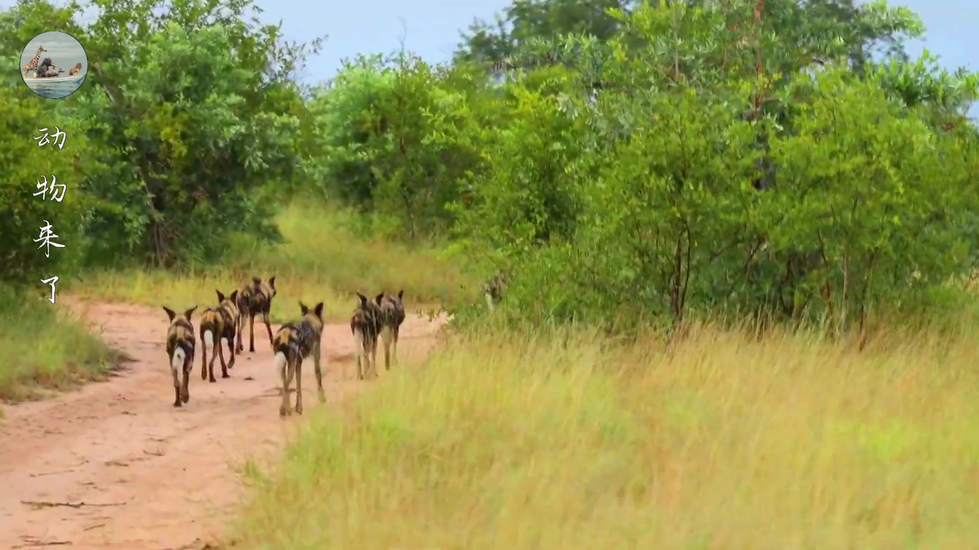 非洲野狗战斗力强悍，一只干掉五十狒狒，但也被人类干掉不少
