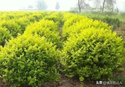 2023苗木价格一览表最新行情图,2023年度苗木价格分析报告