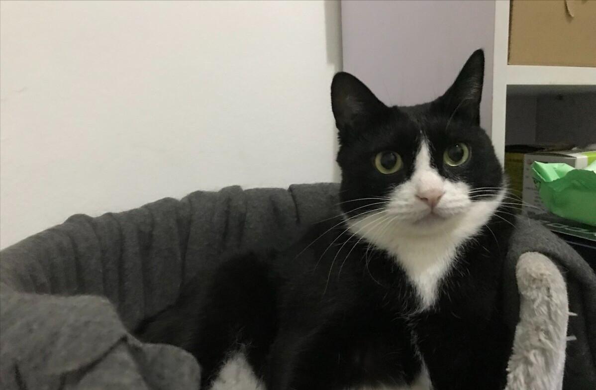 这5种猫堪称白眼狼养了也白养,猫白眼狼