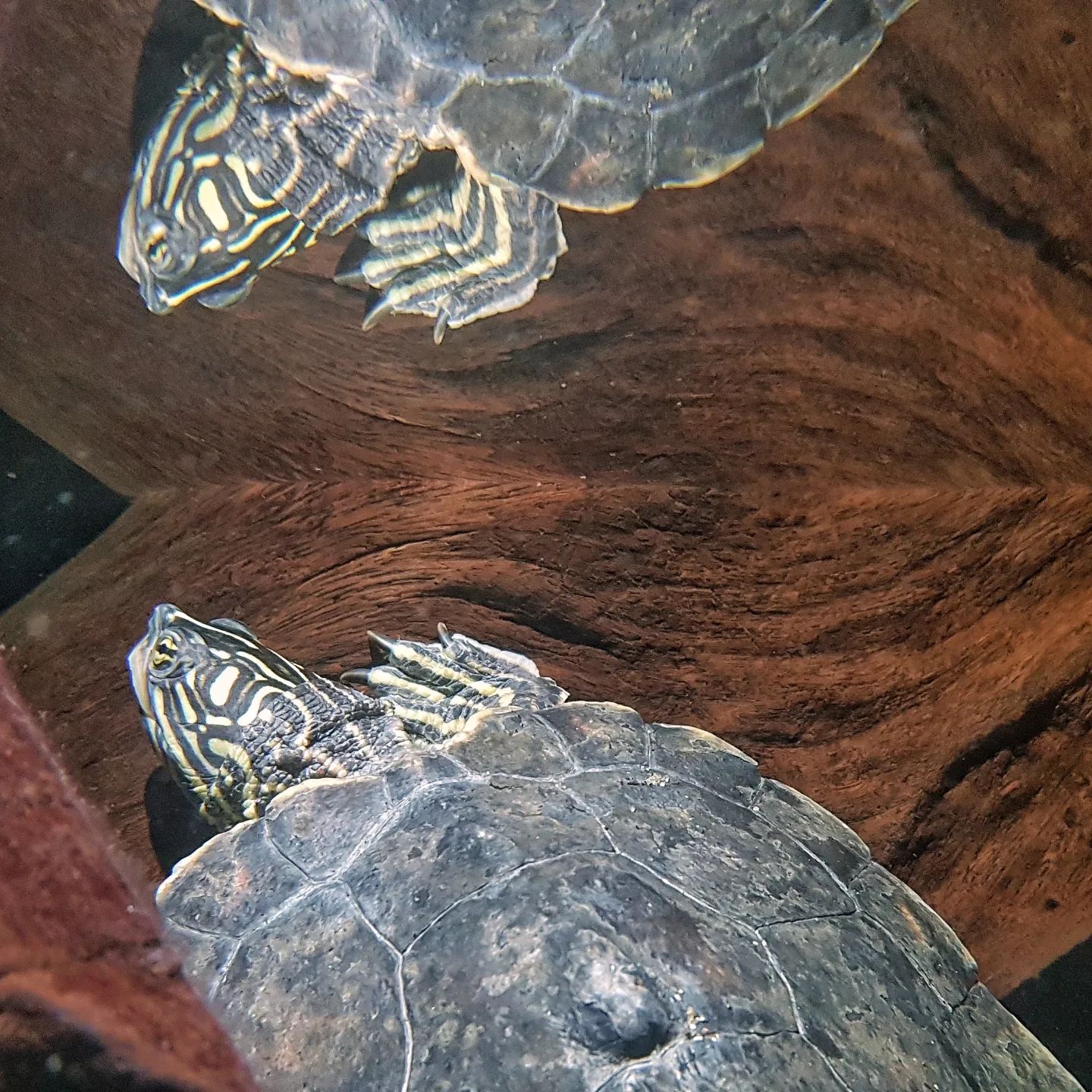 密西西比地图龟能放鱼缸里吗,地图龟刚到家多久入鱼缸