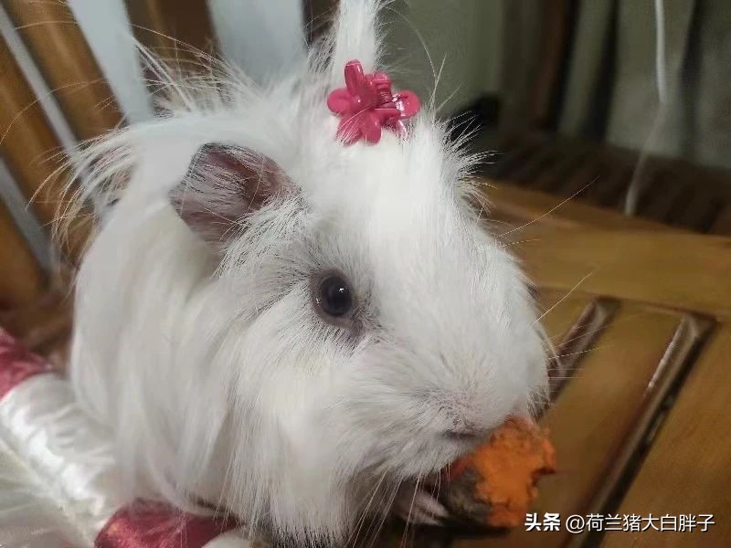 荷兰猪的特点和习性,荷兰猪刚到新环境应该做什么