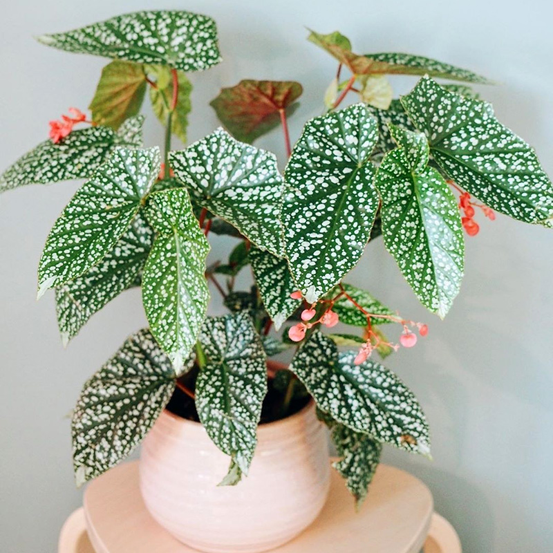 治愈系盆栽绿植推荐,室内小型绿植花卉推荐品种