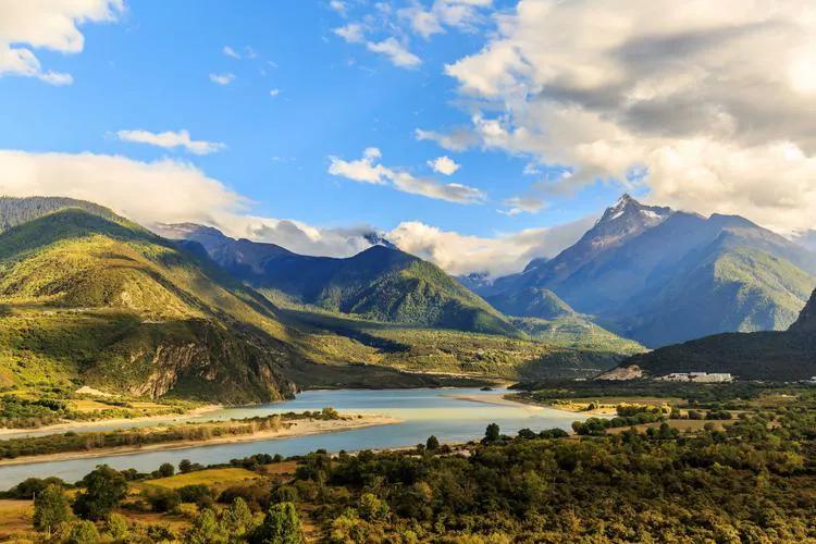 桐树果文章介绍,桐树果文章