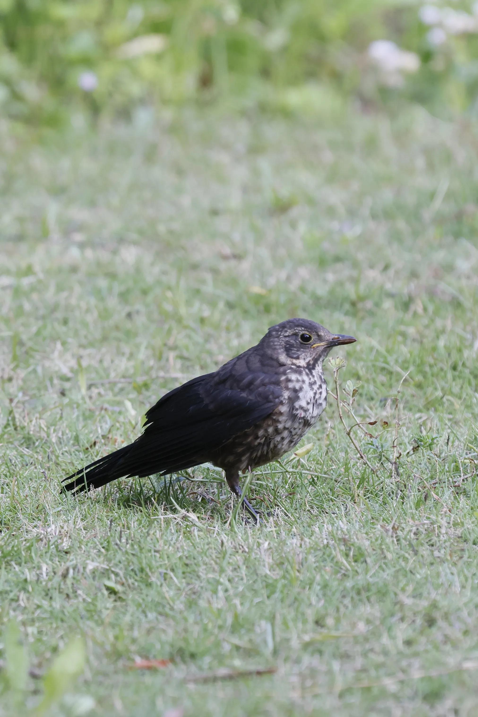 上海市嘉定区安亭国际汽车城,上海嘉定安亭国际汽车城