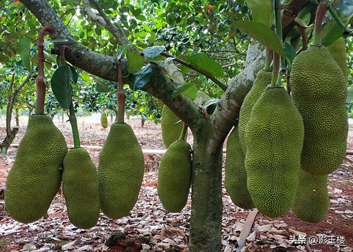 菠萝蜜种子效用,菠萝蜜种子煮熟的功效