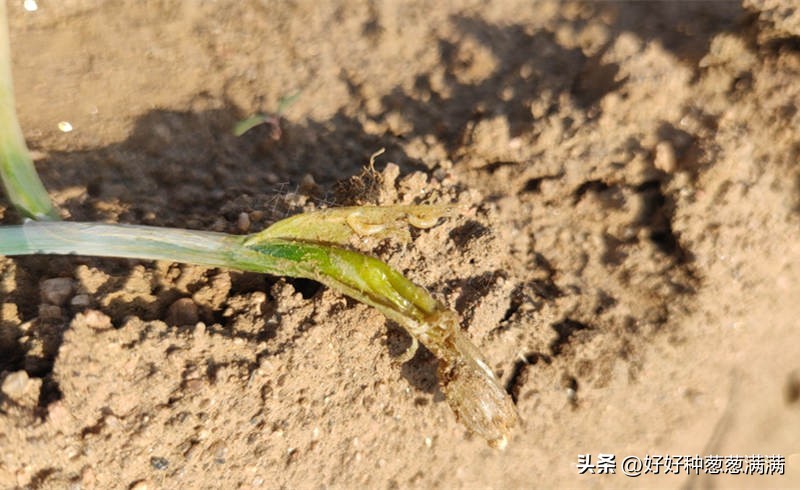 大葱上有小虫子怎么办,大葱有葱虫怎么办