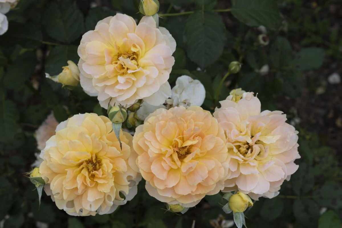 植物只长叶子不生根,植物不长新叶子是怎么回事