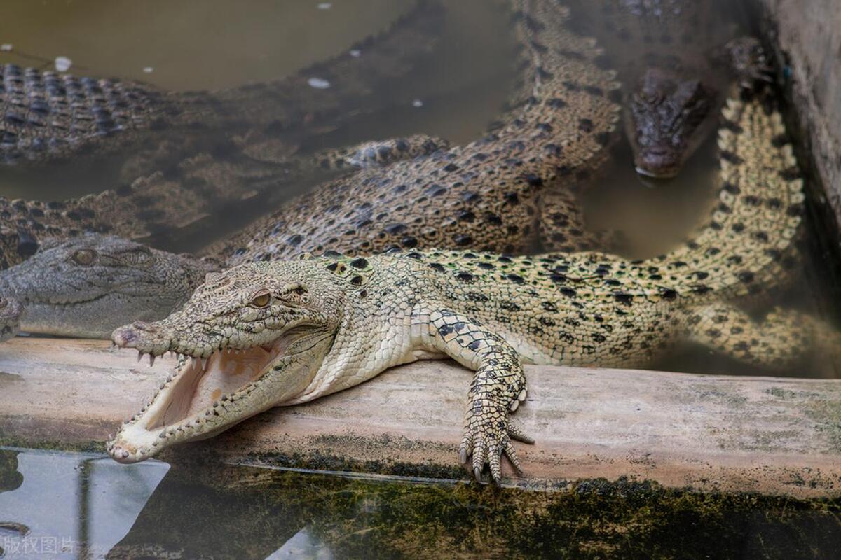 鳄鱼养殖需要办证吗,人工养殖的鳄鱼视频