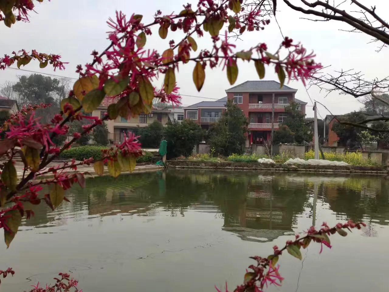 梦里水乡花伞舞,梦里水乡花楼恋歌