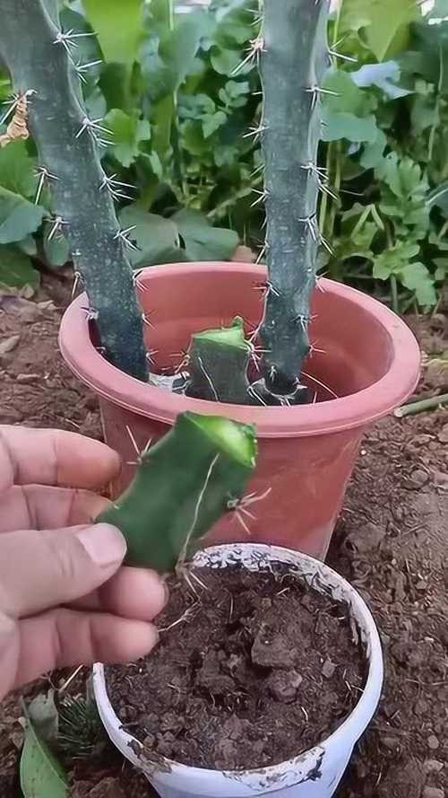 火龙果插枝越长越好吗,火龙果是幼枝插好还是老枝好