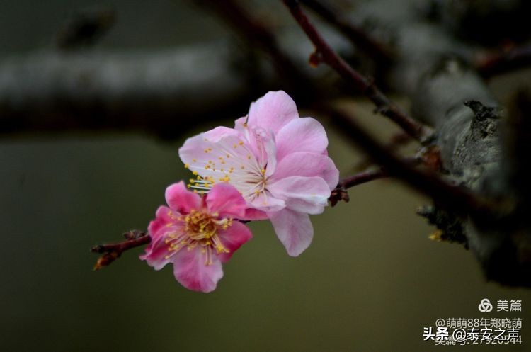 春风拂柳梅花开,桃李春风梅花开