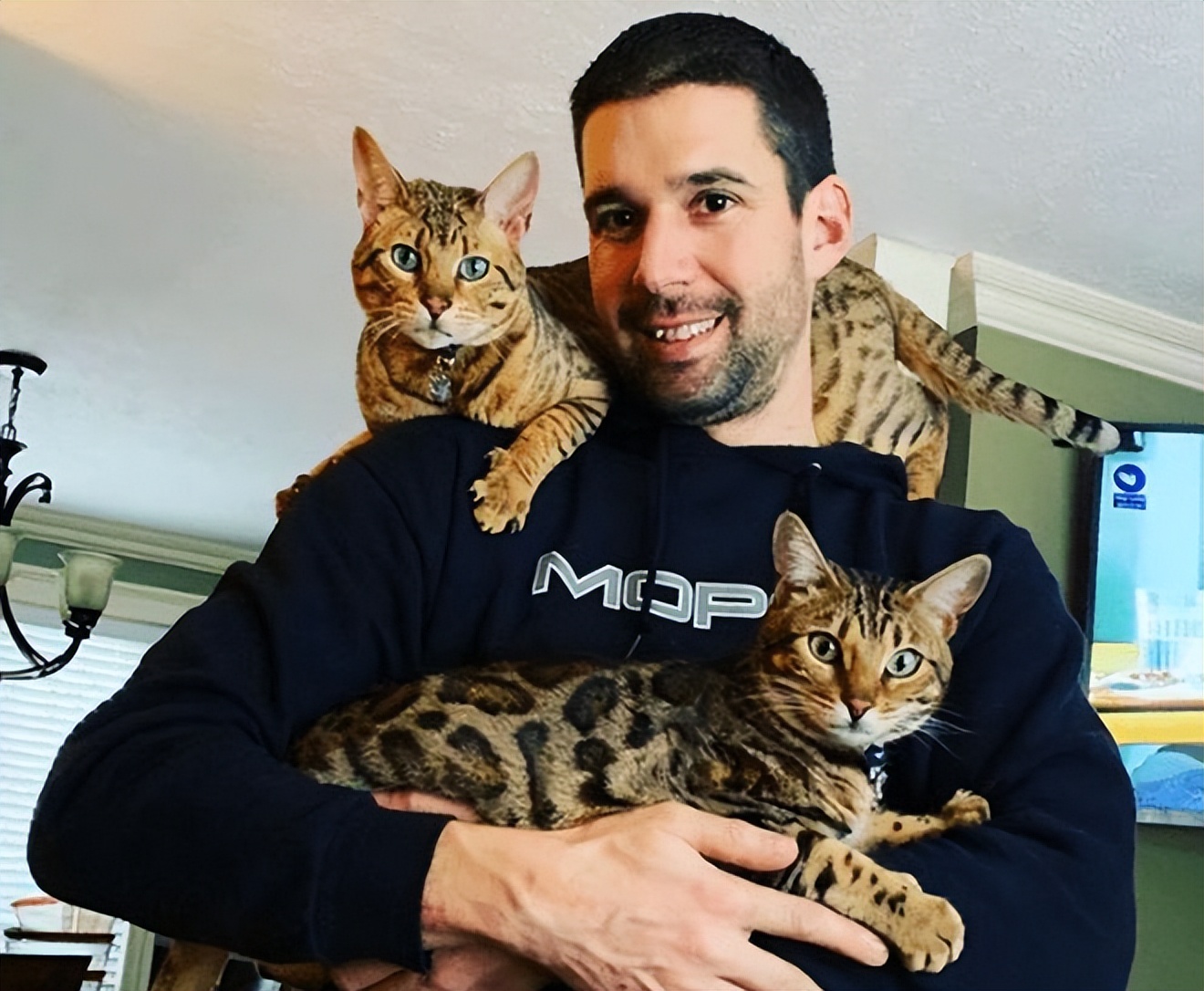 地球最贵的猫咪,地球上最有钱的猫是什么猫