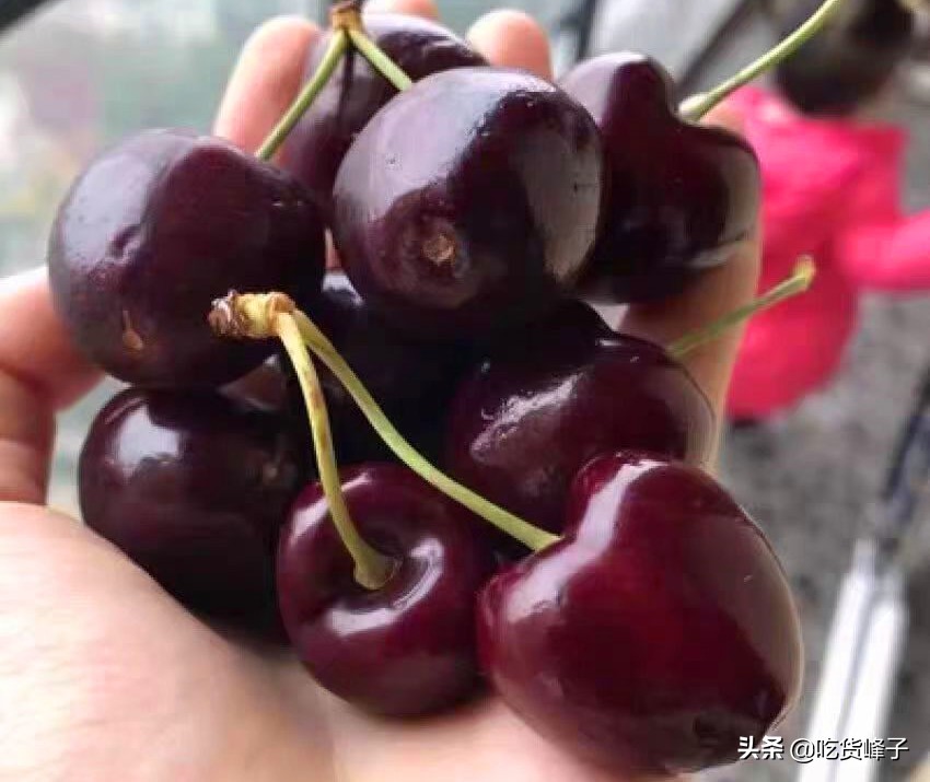 车厘子和大樱桃叶子区分,车厘子和樱桃分不清