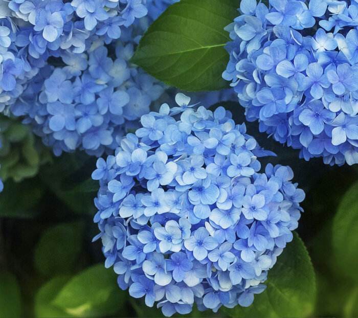 10种“漂亮花”，开花红艳艳，美得不可方物，客人来了走不动道